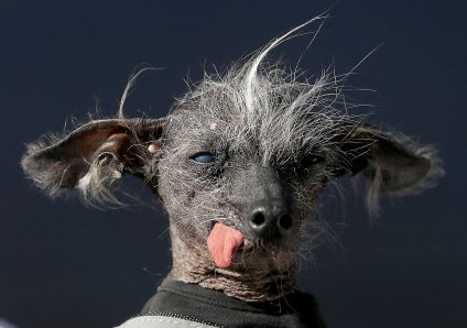 The Sonoma Marin Fair Hosts Annual Ugliest Dog Competition